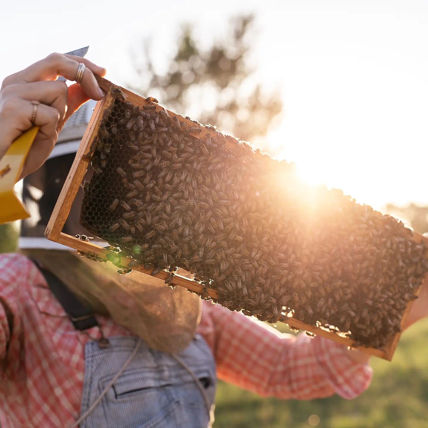 2 Hives Honey - Raw Honey Small Batch with Free Dipper