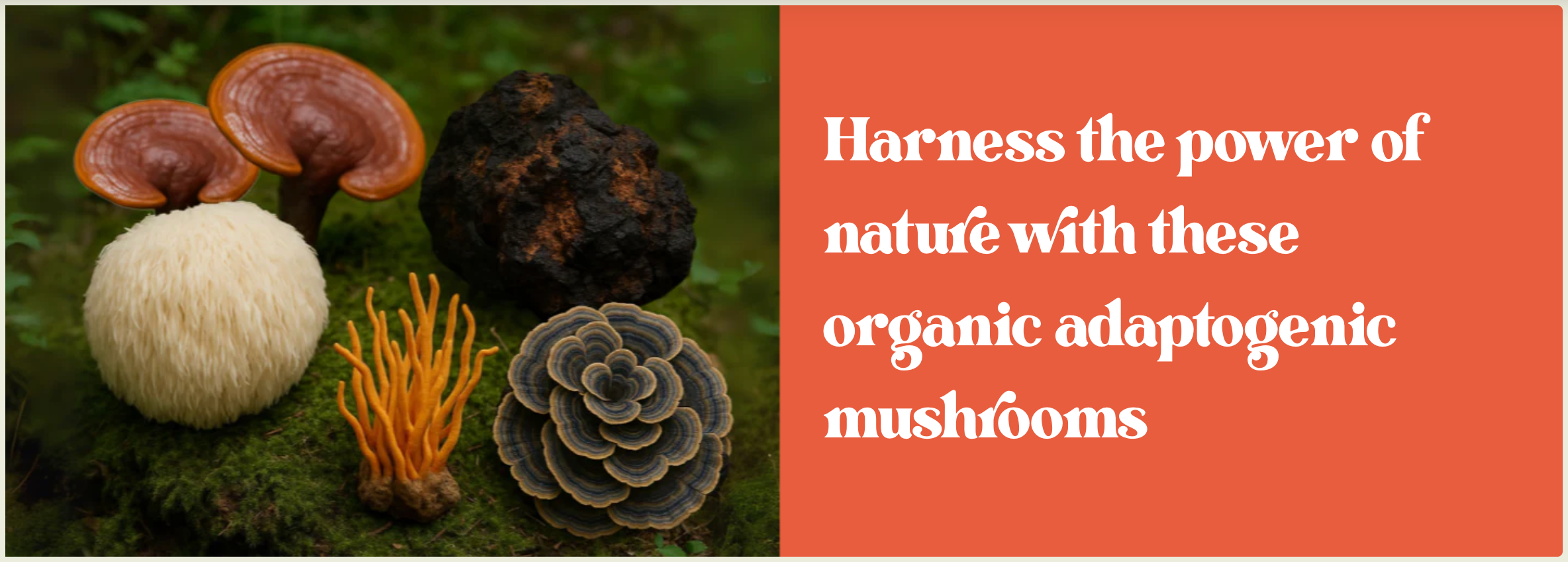 High Ground Elixir Mushroom Seltzer - Strawberry Peach 12oz