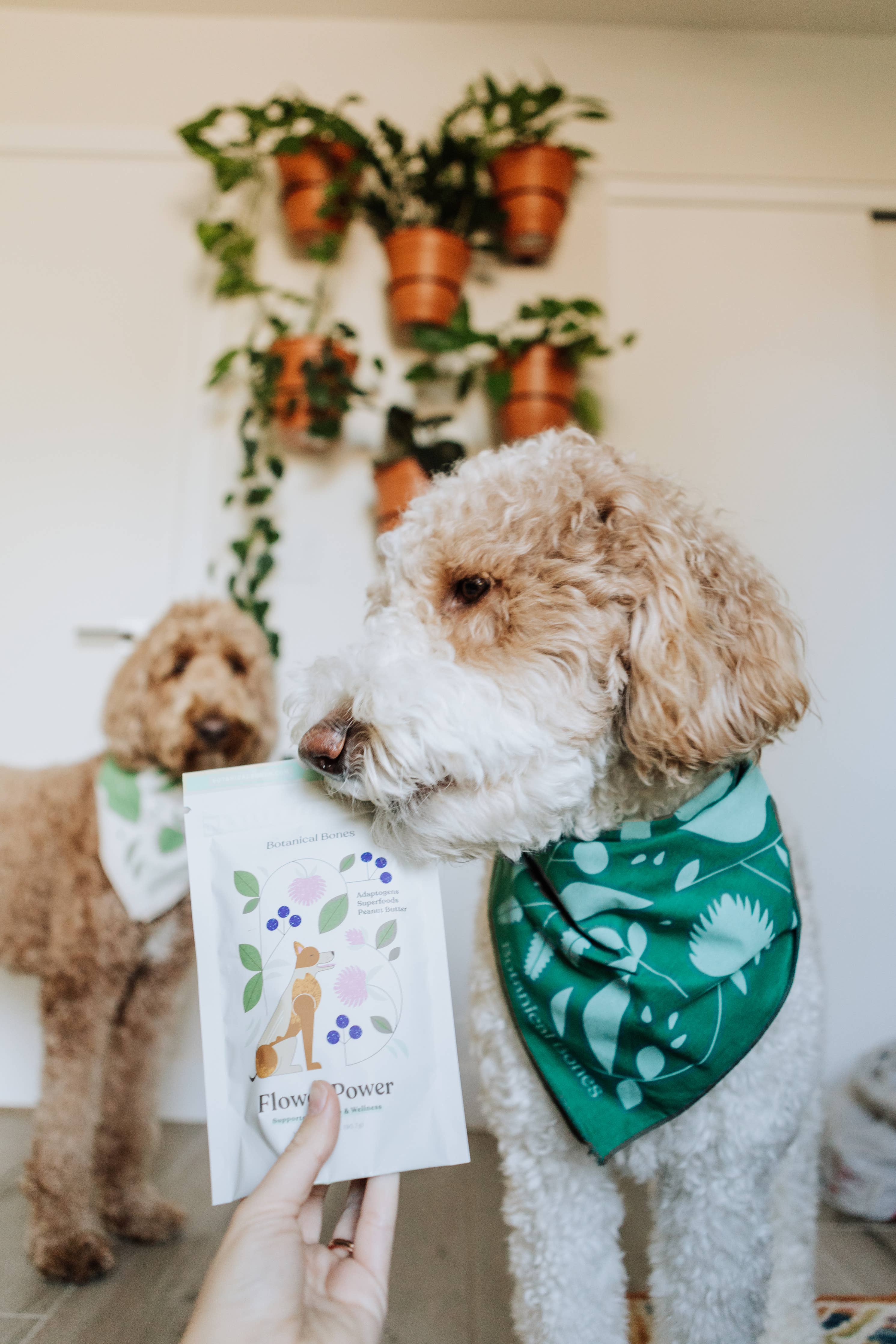 Botanical Bones - Flower Power Cookies - All Natural, Organic Dog Treats 5oz