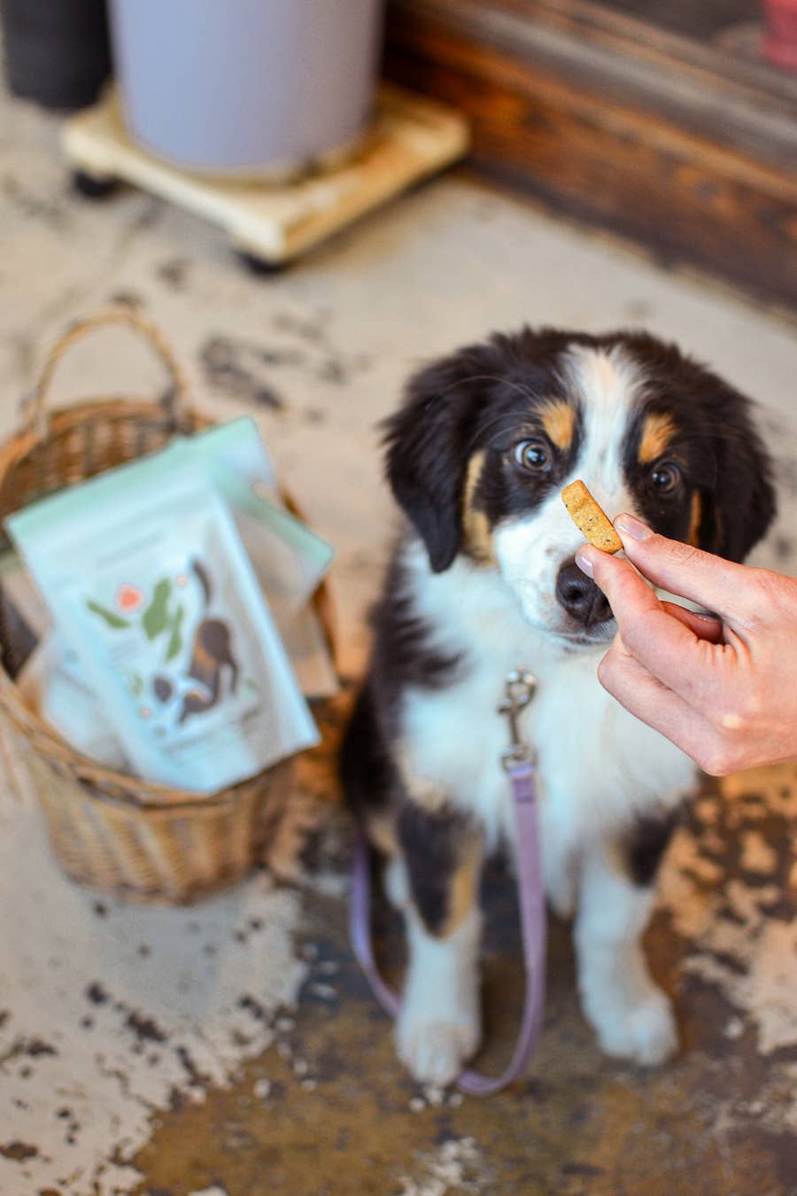 Botanical Bones - Balance + Calm Cookies - All Natural, Organic Dog Treats 5oz