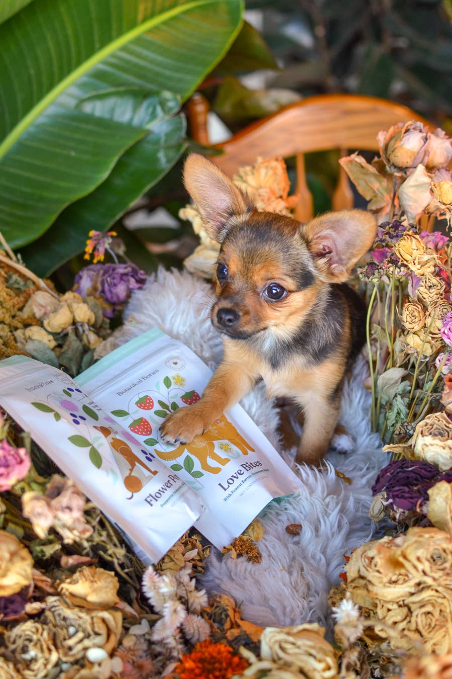 Botanical Bones - Love Bites - Organic Dog Treats, Strawberry & Peanut Butter 5oz